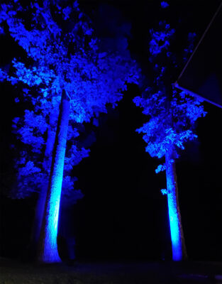 outdoor uplighting on tree